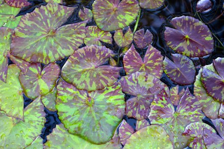Téléchargez les photos : Belle nénuphar feuilles violettes - en image libre de droit
