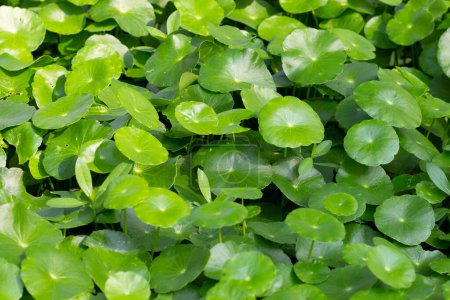Frische grüne Blätter der Centella asiatica