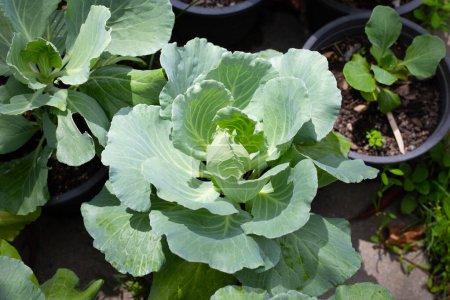 Photo for Gren cabbages growing in pots - Royalty Free Image