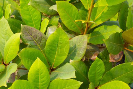 Téléchargez les photos : Amandier tropical ou Terminalia catappa - en image libre de droit