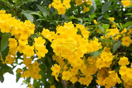 Gelber Holunder oder Trumpetbusch, Trumpetflower