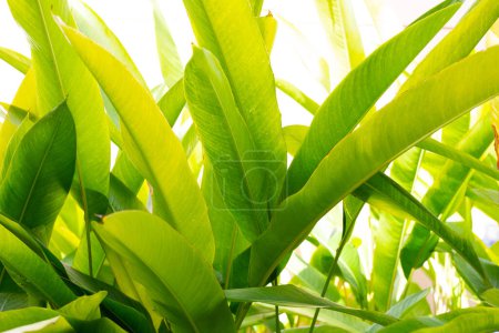 Téléchargez les photos : Heliconia guadalupe, feuilles vertes - en image libre de droit