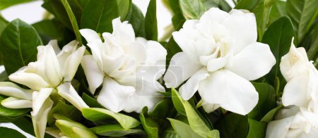 Photo for Cape jasmine or garden gardenia flower - Royalty Free Image