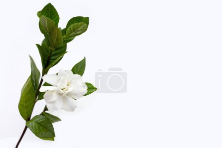 Cape jasmine or garden gardenia flower