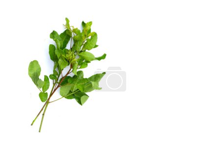 Photo for Brazilian peppertree leaves on white background. - Royalty Free Image