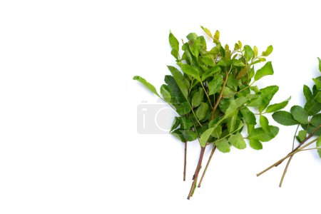 Photo for Brazilian peppertree leaves on white background. - Royalty Free Image