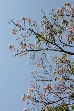 Photo for Trumpet Tree, Pink Poui, New World Trumpet, Rosy Trumpet - Royalty Free Image