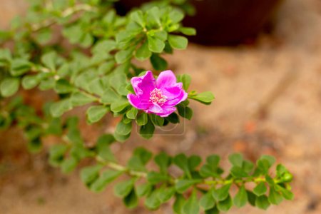 Téléchargez les photos : Leuenbergeria portulacifolia, Pereskia portulacifolia, Cactus rose - en image libre de droit