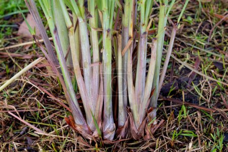 Téléchargez les photos : Lemongrass clump in the garden - en image libre de droit