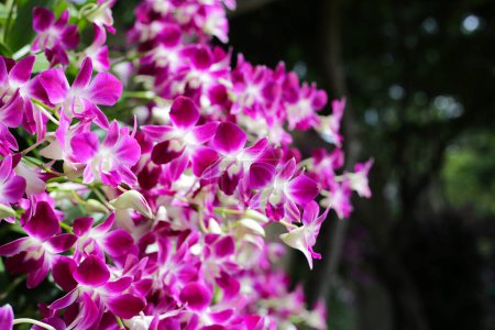 Photo for Beautiful purple orchid flowers. Flower background. - Royalty Free Image