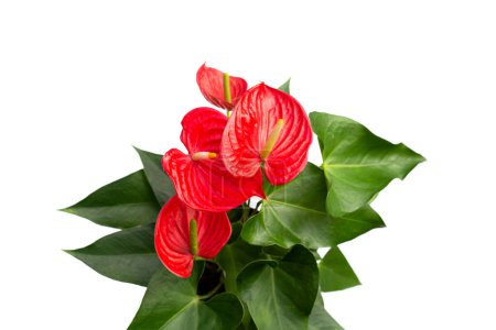 Photo for Flamingo flower or pigtail anthurium - Royalty Free Image