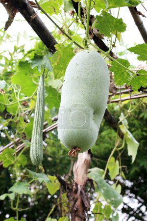 Téléchargez les photos : Courge melon d'hiver verte avec gourde inclinée suspendue dans un potager - en image libre de droit