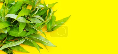 Photo for Vietnamese coriander leaves on yellow background. - Royalty Free Image