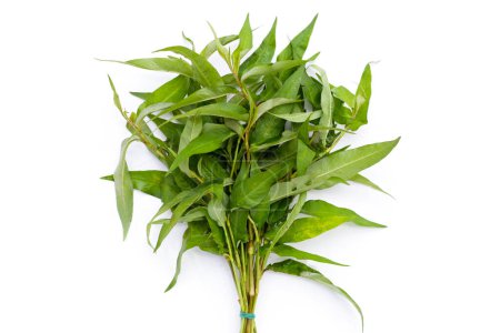 Photo for Vietnamese coriander leaves on white background. - Royalty Free Image