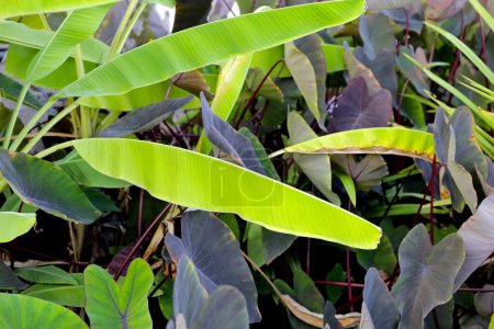 Photo for Banana tree with black blephant or ears plant - Royalty Free Image