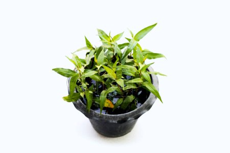 Photo for Vietnamese coriander on white background. - Royalty Free Image