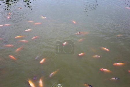 Photo for Red tilapia fish in the pond - Royalty Free Image