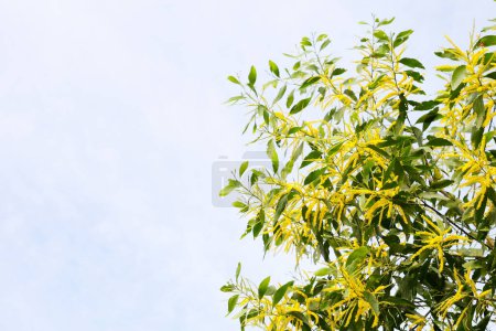 Foto de Flor amarilla de acacia auriculiformis Cunn - Imagen libre de derechos