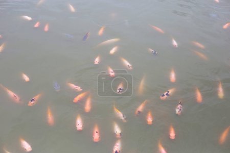 Photo for Red tilapia fish in the pond - Royalty Free Image
