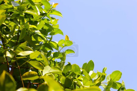 Foto de Hojas verdes frescas de garcinia cowa (Garcinia Cowa Roxb) - Imagen libre de derechos