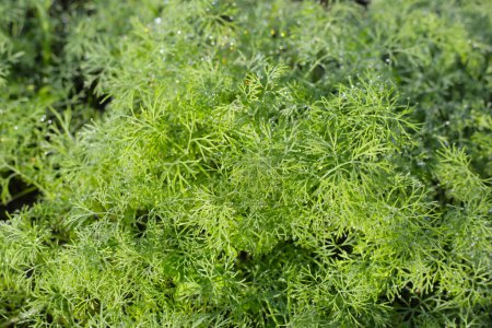 Photo for Green leaves of  dill plant in vegetables garden - Royalty Free Image