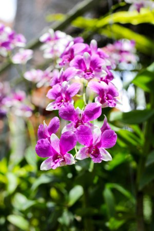 Foto de Hermosas flores de orquídea en el jardín - Imagen libre de derechos