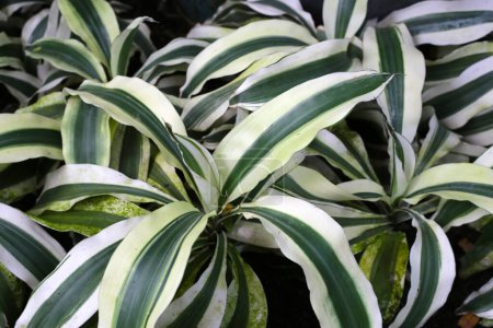 Photo for Dracaena fragrans (L.) Ker Gawl. White green leaves - Royalty Free Image