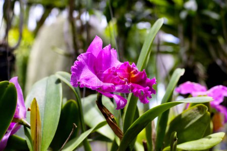 Photo for Beautiful orchid flowers in the garden - Royalty Free Image