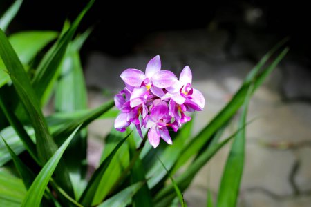 Photo for Ground orchid  in the garden - Royalty Free Image