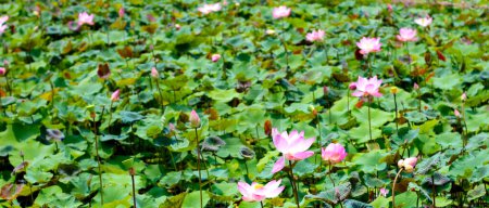 Rosafarbene Lotusblume blüht im Teich mit grünen Blättern. Lotussee, schöne Naturkulisse.