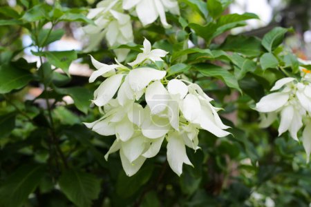 Schöne weiße Donna-Blume in einem Garten