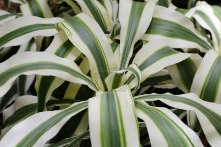 Photo for Dracaena fragrans (L.) Ker Gawl. White green leaves - Royalty Free Image