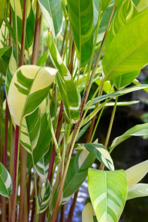 Heliconia psittacorum variegated in the garden