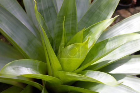Bromeliad in the garden. Colorful plant leaves