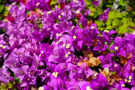 Beautiful bougainvillea flowers with green leaves
