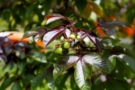 Photo for Bellyache bush plant with fruits - Royalty Free Image