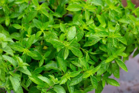 Photo for Fresh mint leaves in the garden - Royalty Free Image
