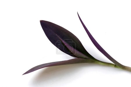 Purple heart or tradescantia pallida plant