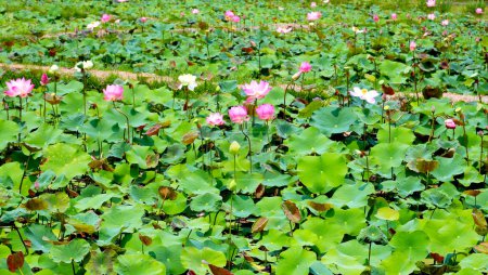 Flor de loto rosa floreciendo en estanque con hojas verdes. Lago de loto, hermoso fondo natural.
