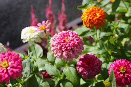 Colorful zinnia flowers blooming  in the garden