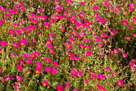 Portulaca pink flower (Moss rose plants)