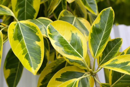 Hojas amarillas y verdes del ficus altissima variegata