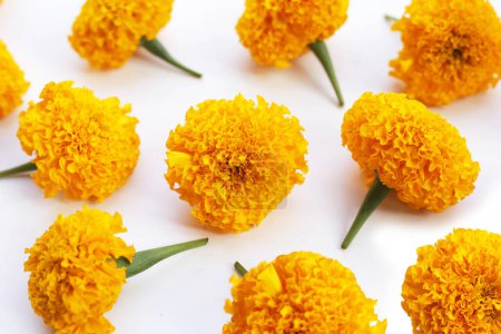 Beautiful golden yellow marigold flowers