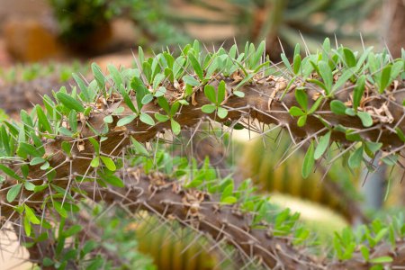 Didierea trollii, espèce succulente rare