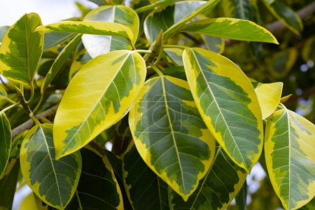 Gelbe und grüne Blätter des Ficus altissima variegata