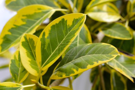 Hojas amarillas y verdes del ficus altissima variegata