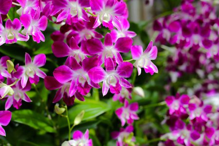 Schöne lila Orchideenblüten. Blume Hintergrund.
