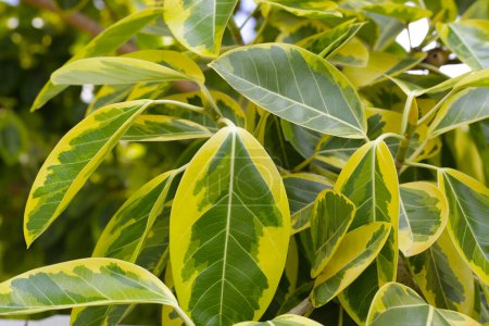Gelbe und grüne Blätter des Ficus altissima variegata
