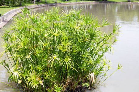 Plante parapluie aquatique (Cyperus alternifolius) dans l'étang