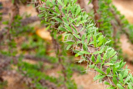 Didierea trollii, rare succulent species